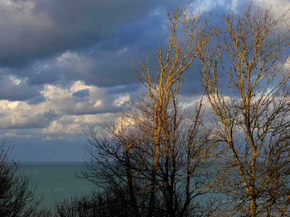 Arbres au crépuscule2